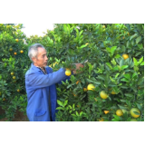 走基层丨天堂坪冰糖橙抢鲜上市