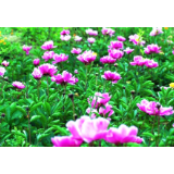 三都流华湾：百亩芍药花开 农家又迎客来