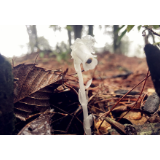 资兴回龙山发现珍稀植物假水晶兰