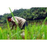 州门司镇三乐村：产业铺开一条致富路