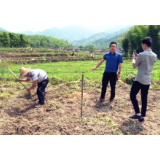 资兴商务局：助力扶贫惠农 直播卖货近万斤鱼腥草