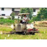 蓼江镇：白鹭伴农耕