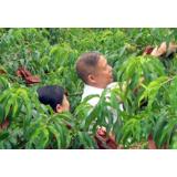 劳模风采丨王爱卿：当好致富带头人