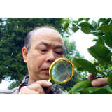 朱小金：守望柑桔果园35载 