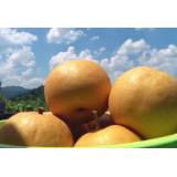 州门司镇：“东江梨”大量上市