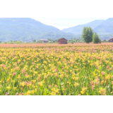 第六届东江湖·流华湾荷花节今晚开幕