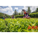 走向胜利·决战决胜市州巡礼丨产业振翅 “雁”翎生辉——衡阳市脱贫攻坚的生动实践