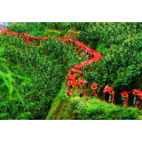 把花约出山野： 隆回花瑶，花一样俏