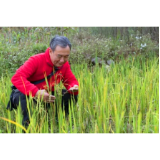 石金平：扎根农业40余载 有机稻研究获丰硕成果