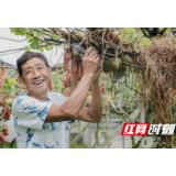 丰收节·组图丨菖蒲塘村的猕猴桃熟了 漫山遍野都是笑容