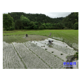 州门司镇：杂交水稻制种移栽忙