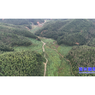 兴宁镇长坌村：罗汉果丰收   “绿果果”变“金果果”