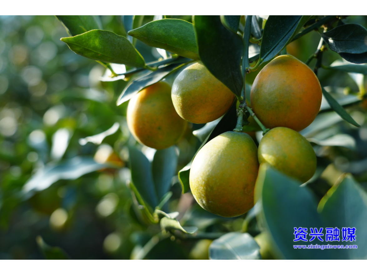 小金柑变身“小金果” 铺就乡村振兴“致富路”