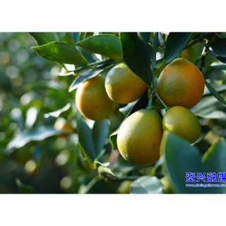 小金柑变身“小金果” 铺就乡村振兴“致富路”