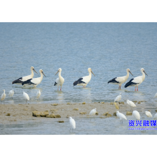首次发现!“鸟中国宝”现身东江湖