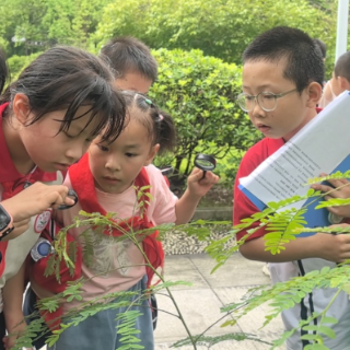 资兴市经济开发区完小：开展探索自然活动，践行生态环保理念