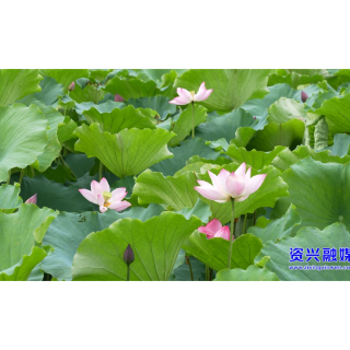 三都流华湾的荷花开了