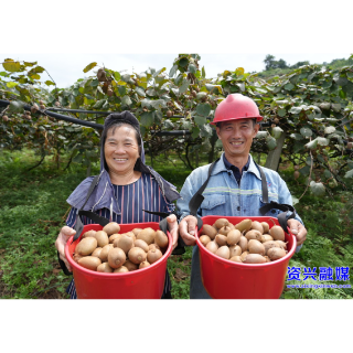 三都镇：高山猕猴桃丰收上市 助力村民就业增收
