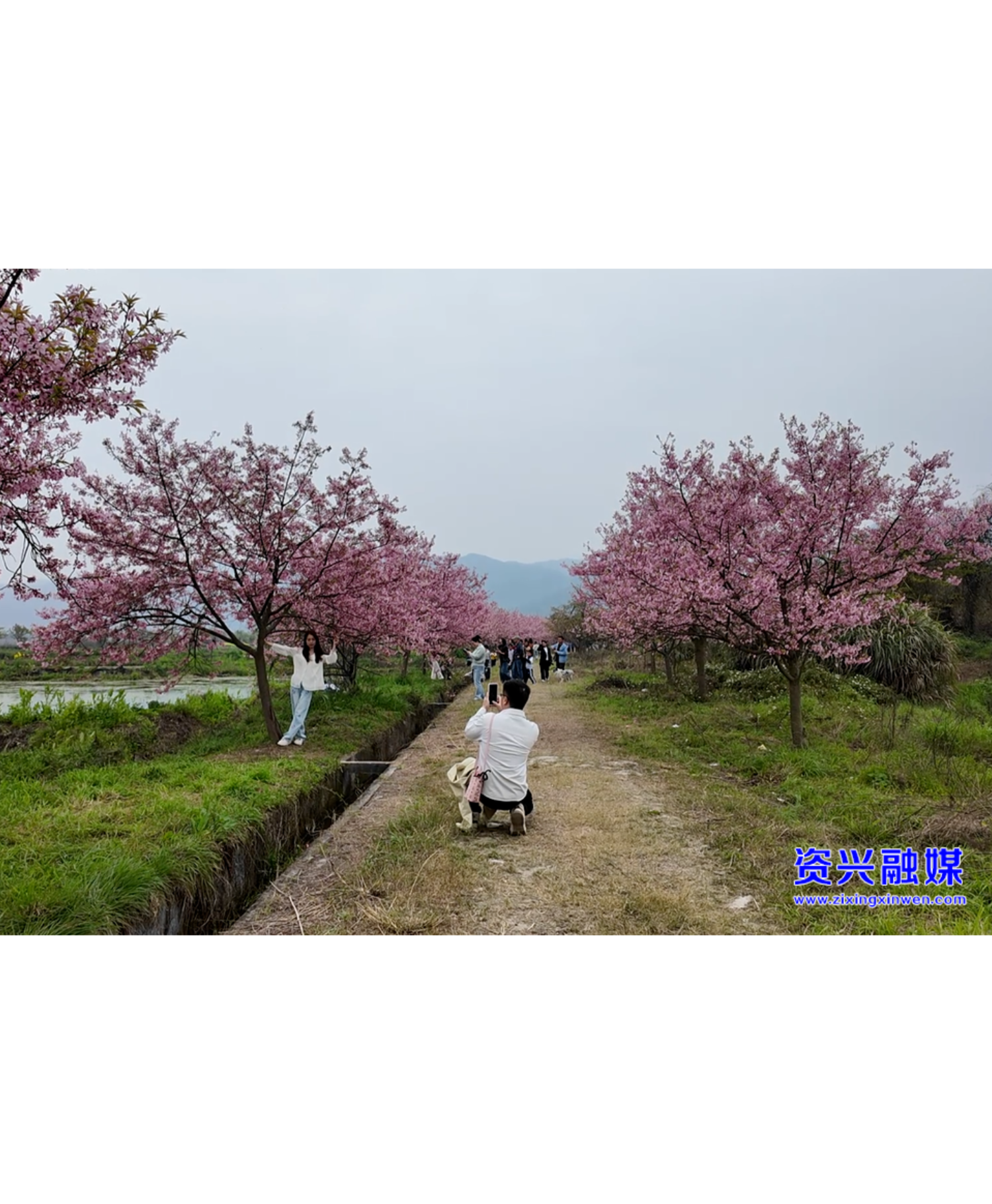 三都镇中田村：樱花烂漫季  邂逅一段慢时光