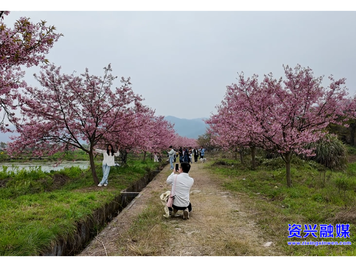 开局八好•兴城乡强区域 | 三都镇中田村：樱花烂漫季  邂逅一段慢时光