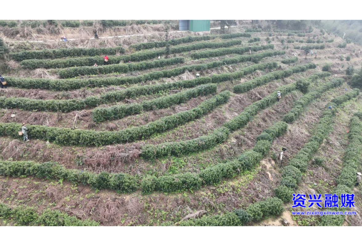 开局八好•兴城乡强区域 | 闻“春”而动，抢“鲜”上市 ！瑶乡8000亩茶园开摘 