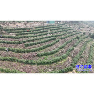 开局八好•兴城乡强区域 | 闻“春”而动，抢“鲜”上市 ！瑶乡8000亩茶园开摘 