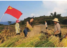 资兴市清江镇组织人员帮助留守老人抢收稻谷