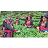又见湘赣红 ——罗霄山脉西麓巡礼
