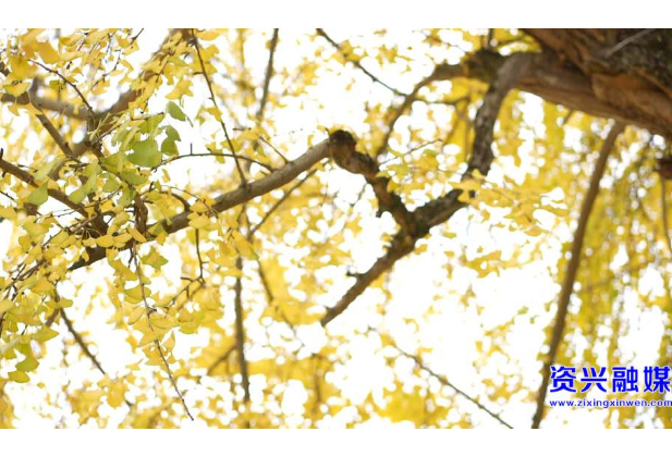 初冬暖阳赏银杏 