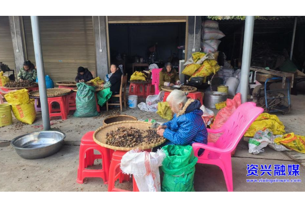 兴宁镇：油茶喜迎丰收 助力乡村振兴