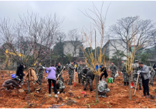 市城管局:对“城中菜地”开展植树复绿行动