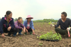 春耕备耕|唐洞街道：南瓜种植忙