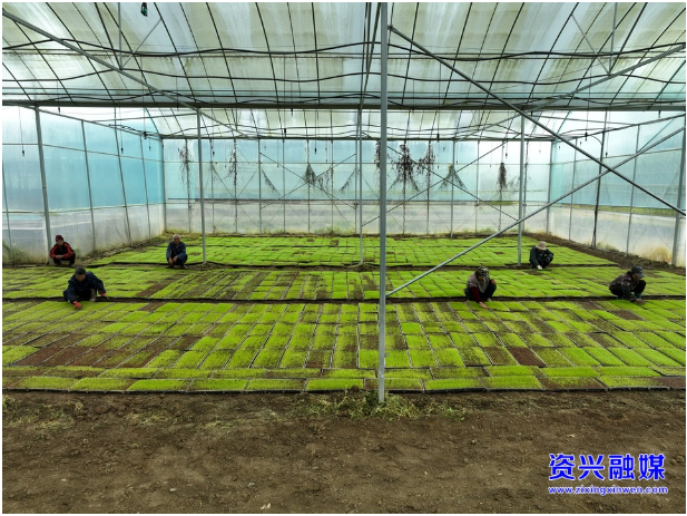 开局八好•兴城乡强区域 | 唐洞街道镜塘村：大棚集中育秧跑出春耕“加速度”