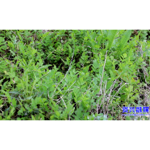 走基层·新春 | 春季莫贪“鲜” 食用野菜需谨慎