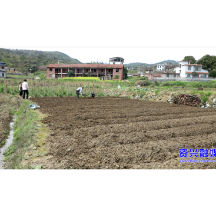 走基层·新春|白廊镇恒魁村：春耕备耕农时忙 蔬菜基地春意浓