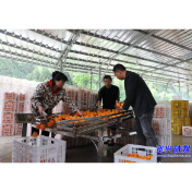 走基层·清夏 | 黄草镇：沃柑销售旺 产业振兴强