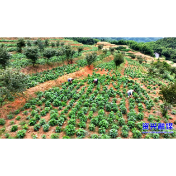 唐洞街道茶坪瑶族村：田间药材管护忙