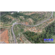 唐洞街道高牌村:“石头缝”里蹚出致富路 百亩油茶喜获丰收