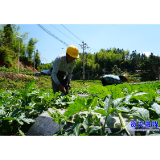 聚焦灾后重建丨 烟坪村：灾后农田复耕复产显成效 