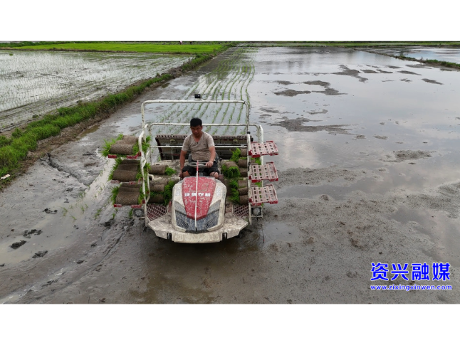 开局八好·兴城乡强区域丨抢抓农时插青秧 我市9.9万亩早稻插秧按下“快进键”