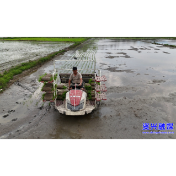 开局八好·兴城乡强区域丨抢抓农时插青秧 我市9.9万亩早稻插秧按下“快进键”