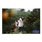 唐洞街道天堂坪：冰糖橙飘香 游客尝鲜忙