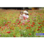 当好主力军 办好旅发会 | 东江湾多彩花海引客来