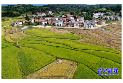 三都镇：中稻迎丰收 村民收割忙