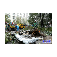 迎战低温雨雪冰冻天气 | 园林工人冒雪清路障保畅通