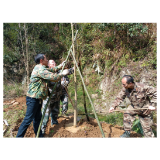 天鹅山国家森林公园管理处开展义务植树活动