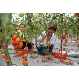 三都镇流华湾村：瓜果飘香引客来