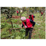 东江街道凤凰路社区开展植树节护绿行动