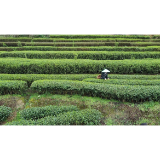 春耕备耕进行时 | 汤溪茶叶香 茶农制茶忙