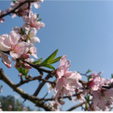资兴汤溪高山桃花盛开了 